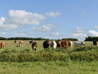 a herd of cows grazing in a field of grass at Swallows Nest - Uk12085 in Saint Endellion