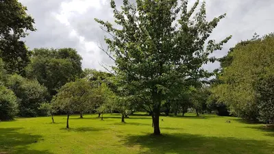 a tree in the middle of a grass field at The Wriggly Tin & Baa Spa at Tregoose Old Mill in Newquay