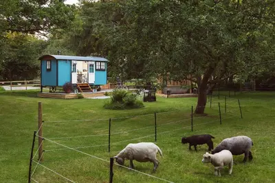 a group of sheep grazing in a field with a house at The Wriggly Tin & Baa Spa at Tregoose Old Mill in Newquay