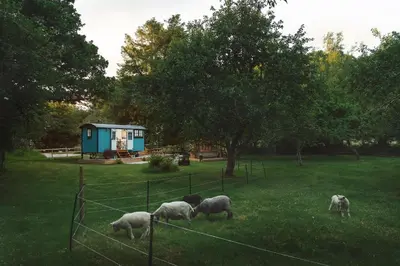 a group of sheep grazing in a field with a fence at The Wriggly Tin & Baa Spa at Tregoose Old Mill in Newquay