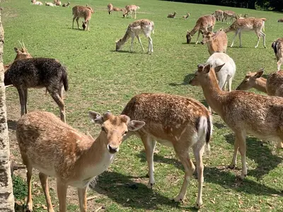 a herd of deer grazing in a field at The Padstow Cottage - Coswarth House in Padstow