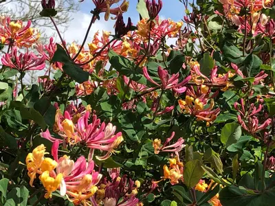 a bunch of flowers are growing on a tree at Lynwood House Self Contained Studio in Tregoney