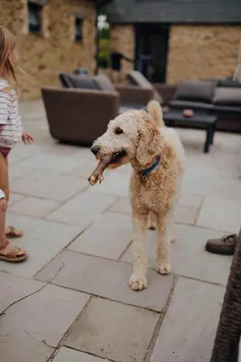 a dog holding a piece of food in its mouth at Glamping Yurts near Newquay in Newquay