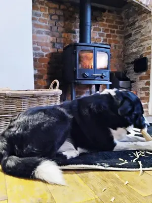 a black and white dog laying on a rug in front of a fireplace at The Shire House in Lostwithiel