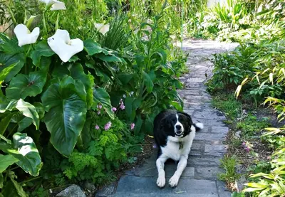 a black and white dog laying in a garden at The Shire House in Lostwithiel