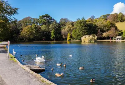 a group of ducks swimming in a lake at Trevarrow Cottage in Coverack