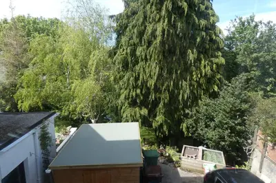 a view of a large tree from a house at Ferney Croft in Saint Erth