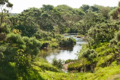 a river in the middle of a forest at Cornish Holiday - 100 Hengar Manor in Bodmin