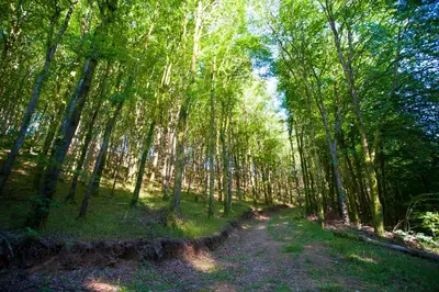 a dirt road in a forest with tall trees at Cornish Holiday - 100 Hengar Manor in Bodmin