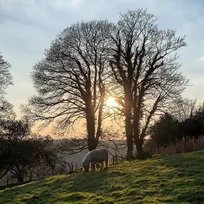 a horse grazing on a hill in a field with trees at Lower Trengale Farm Holiday Cottages in Liskeard