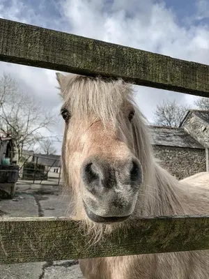 a horse is looking through a wooden fence at Lower Trengale Farm Holiday Cottages in Liskeard