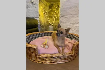 a dog sitting on a pink bed in a basket at The Nest - St Ives in St Ives