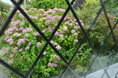 a bush of pink flowers behind a fence at Halwell Lodge in St Ives