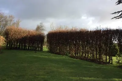 a row of trees in a field with grass at Okewoon Farm in Lanivet
