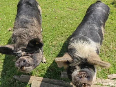 two pigs standing next to each other in the grass at Edwin's View in Helston