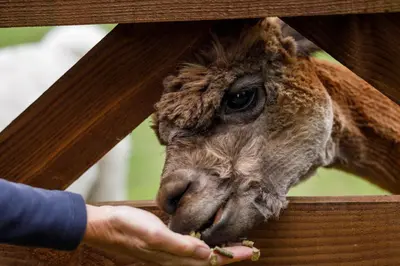 a giraffe eating food from a persons hand at Beech Cottage in Launceston