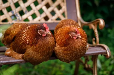 two chickens are sitting on a park bench at Ash Cottage in Launceston