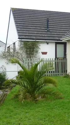 a white house with a palm tree in front of it at Sunny detached bungalow, Nr Looe in Saint Keyne