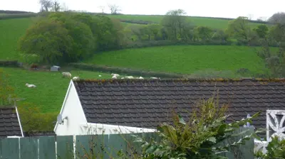 a herd of sheep grazing in a field behind a house at Sunny detached bungalow, Nr Looe in Saint Keyne