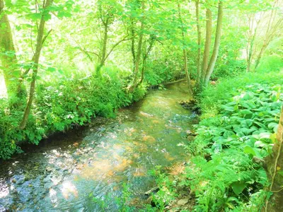 a stream in the middle of a forest with trees at The Duchy Barn at Tregoose Old Mill in Newquay