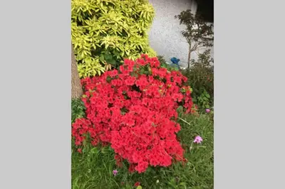 a bunch of red flowers in a garden at Lovely 3 Bed House Close to Carlyon Bay Beach! in Carlyon Bay