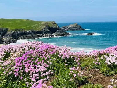 a field of pink flowers next to the ocean at 2-Bed Cottage Sleeps 5 Pets Ok Close to Coast in Davidstow