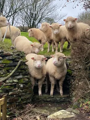 a herd of sheep standing on a stone wall at Polrunny Farm Elderberry Cottage with sea view in Boscastle