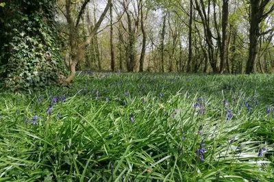 a field with purple flowers in the grass at Driftwood Cottage in Uny Lelant