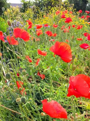 a field of red poppies in a field of flowers at The Paddock Wildcamp in Perranporth