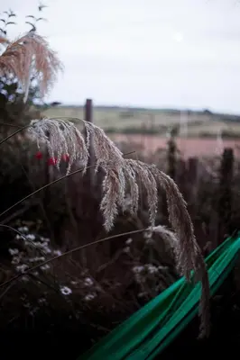 a close up of a fence with long grass at The Paddock Wildcamp in Perranporth