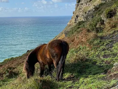 a horse grazing on a hill next to the ocean at Polrunny Farm Blackberry Cottage - Cornwall bliss in sight of the sea in Boscastle
