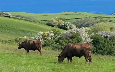 two cows grazing in a field of grass at Polrunny Farm Blackberry Cottage - Cornwall bliss in sight of the sea in Boscastle