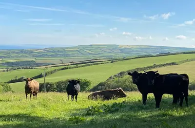 a group of cows standing in a grassy field at Polrunny Farm Blackberry Cottage - Cornwall bliss in sight of the sea in Boscastle