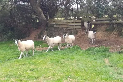 a group of sheep walking in a field at Farm accommodation - The Lizard Peninsula, Cornwall in Helston