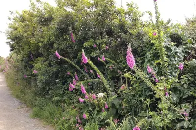 a hedge with pink flowers on a path at Farm accommodation - The Lizard Peninsula, Cornwall in Helston