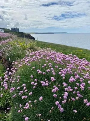 a field of pink flowers on a hill next to the ocean at Farm accommodation - The Lizard Peninsula, Cornwall in Helston