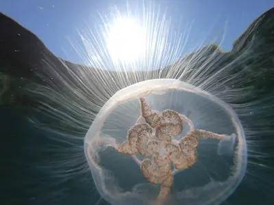 a person swimming in a plastic bag in the water at Hidden Gem near the beach with pool table in Newquay