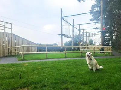 a dog sitting in the grass in a field at Dog Friendly 8 Berth Static Caravan Newquay in Newquay