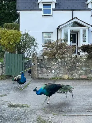 two peacocks walking in front of a house at Rose Cottage Bee Happy anex in Newquay
