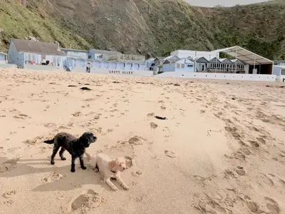 two dogs are playing on a sandy beach at NB12 Entire Caravan - Newquay in Porth