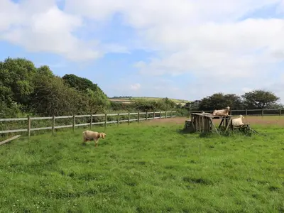 a dog standing in a field next to a fence at The Dairy in Helston