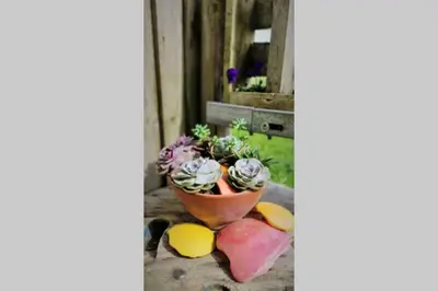 a plant in a pot sitting on a table with fruit at The Bolt Hole in St Merryn