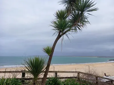 a palm tree sitting on top of a beach at Stargazy Shepherds Hut in St Ives