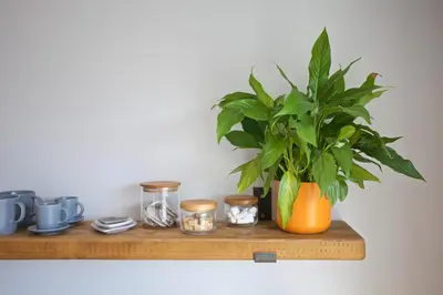 a plant in an orange vase on a wooden shelf at Pebbles - A relaxing King Studio in St Ives
