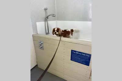 a dog sitting in a bath tub with a hose at Lowena Lodge - Padstow in Padstow