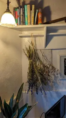a plant sitting on a shelf next to a lamp at The Hideaway in Falmouth