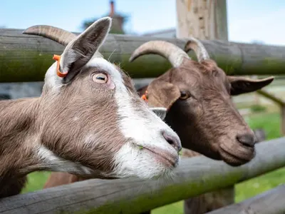 two goats standing next to a wooden fence at Stable Cottage in Port Isaac