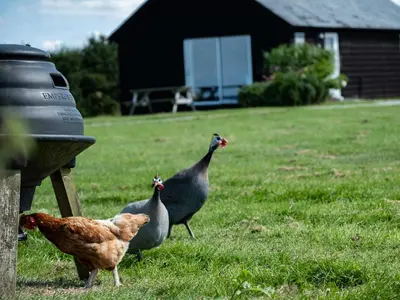 a group of birds standing in the grass at Stable Cottage in Port Isaac