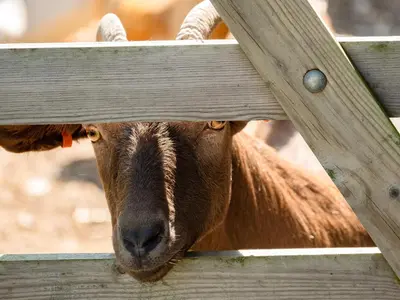 a goat is looking through a wooden fence at Swallow Cottage, Trewetha Farm in Port Isaac