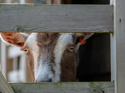 a cow is looking through a wooden fence at Gull Lodge in Port Isaac